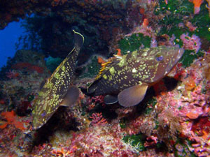Cirkewwa Grouper