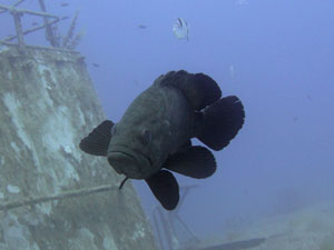 P29 Grouper
